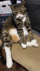 Lost Male Cat last seen Wangler, Sharon, PA 16146