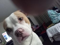 Lost Male Dog last seen 5th and Broadway at millers park, Sacramento, CA 95814