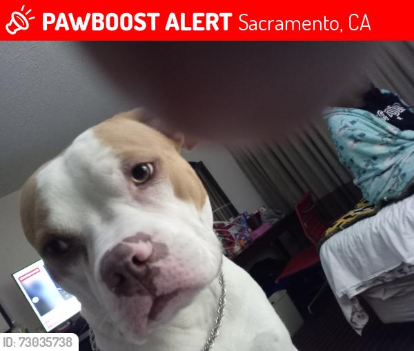 Lost Male Dog last seen 5th and Broadway at millers park, Sacramento, CA 95814