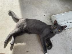 Found/Stray Unknown Cat last seen Island Park Rd, Fort Myers, FL 33912