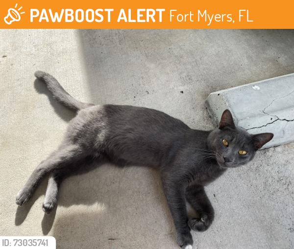 Found/Stray Unknown Cat last seen Island Park Rd, Fort Myers, FL 33912