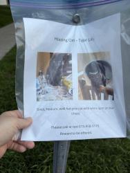 Lost Male Cat last seen Horseshoe cres Ottawa , Ottawa, ON K2S