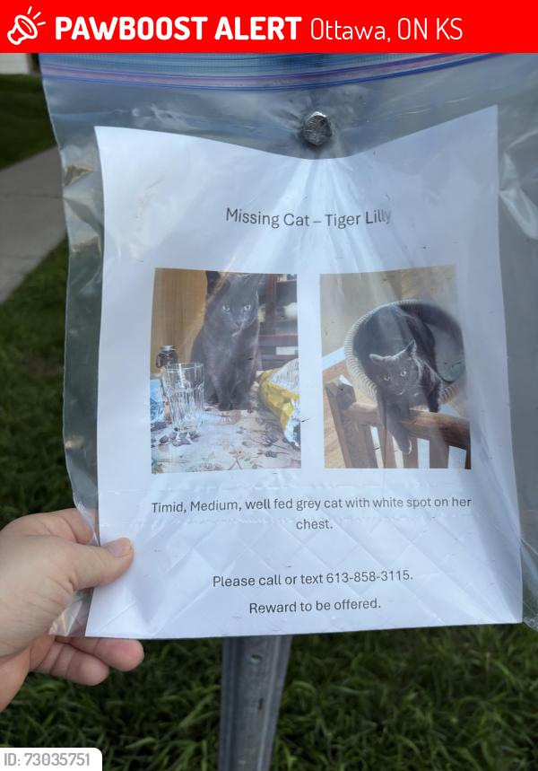 Lost Male Cat last seen Horseshoe cres Ottawa , Ottawa, ON K2S