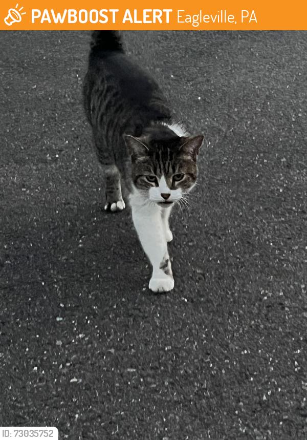 Found/Stray Female Cat last seen Taco , Eagleville, PA 19403
