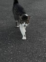 Found/Stray Female Cat last seen Taco , Eagleville, PA 19403