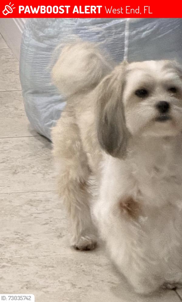 Lost Male Dog last seen Near Ave 88 St S.W. , West End, FL 33193
