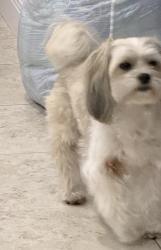 Lost Male Dog last seen Near Ave 88 St S.W. , West End, FL 33193