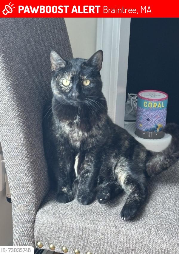 Lost Female Cat last seen Lunar Ave, Braintree , Braintree, MA 02184
