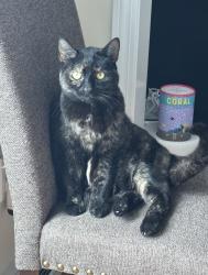 Lost Female Cat last seen Lunar Ave, Braintree , Braintree, MA 02184
