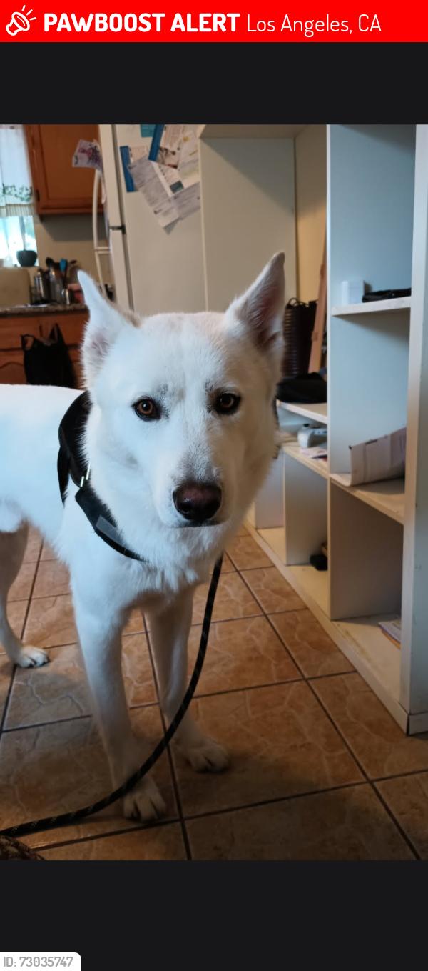 Lost Male Dog last seen Martin Luther king & Avalon blvd, Los Angeles, CA 90011