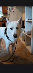 Lost Male Dog last seen Martin Luther king & Avalon blvd, Los Angeles, CA 90011