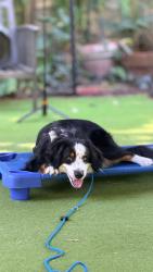 Reunited Male Dog last seen off of new ave on bannister , Santa Clara County, CA 95020