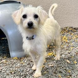 Shelter Stray Female Dog last seen Near 21st Ave, Oakland, CA, 1101 29th Ave, Oakland, CA 94601, USA