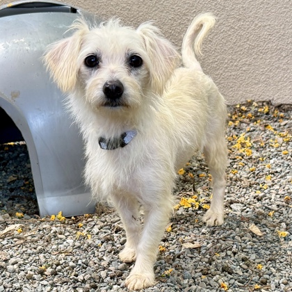 Shelter Stray Female Dog last seen Near 21st Ave, Oakland, CA, 1101 29th Ave, Oakland, CA 94601, USA