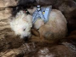 Shelter Stray Female Dog last seen Near 21st Ave, Oakland, CA, 1101 29th Ave, Oakland, CA 94601, USA