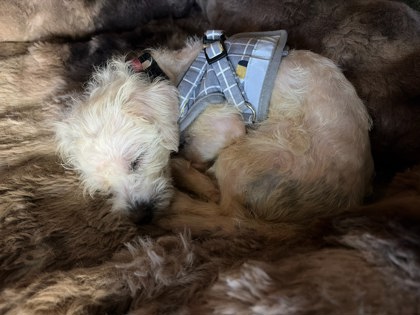 Shelter Stray Female Dog last seen Near 21st Ave, Oakland, CA, 1101 29th Ave, Oakland, CA 94601, USA