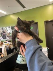 Shelter Stray Female Cat last seen Near Early ST NW, Atlanta, GA, 1251 Fulton Industrial Blvd NW, Atlanta, GA 30336, USA