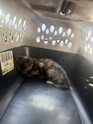 Shelter Stray Unknown Cat last seen Near Ashby GRV SW, Atlanta, GA, 1251 Fulton Industrial Blvd NW, Atlanta, GA 30336, USA