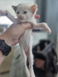 Shelter Stray Female Cat last seen Near Viejo Ln, North District, TX, 355 Hillshire Dr, Haslet, TX 76052, USA