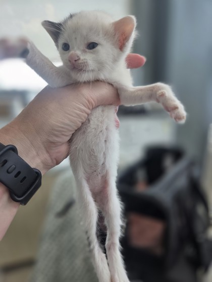 Shelter Stray Female Cat last seen Near Viejo Ln, North District, TX, 355 Hillshire Dr, Haslet, TX 76052, USA