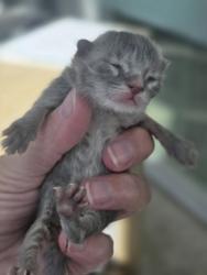 Shelter Stray Unknown Cat last seen Near Orange St, Central District, TX, 355 Hillshire Dr, Haslet, TX 76052, USA