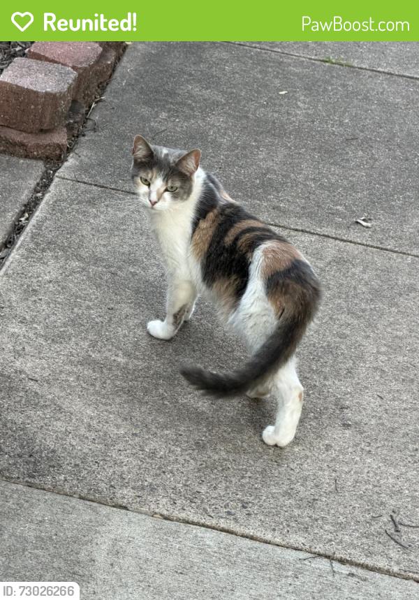 Reunited Female Cat last seen Field Flower Trail, Centreville, VA 20121, USA, Centreville, VA 20121