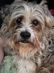 Lost Male Dog last seen Near Patterson rd Rockvale TN, Rockvale, TN 37153