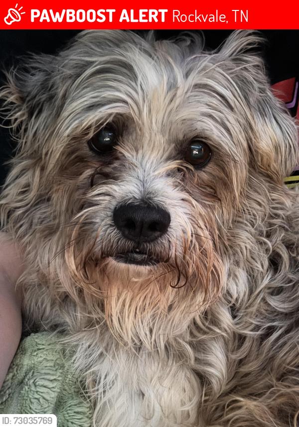 Lost Male Dog last seen Near Patterson rd Rockvale TN, Rockvale, TN 37153
