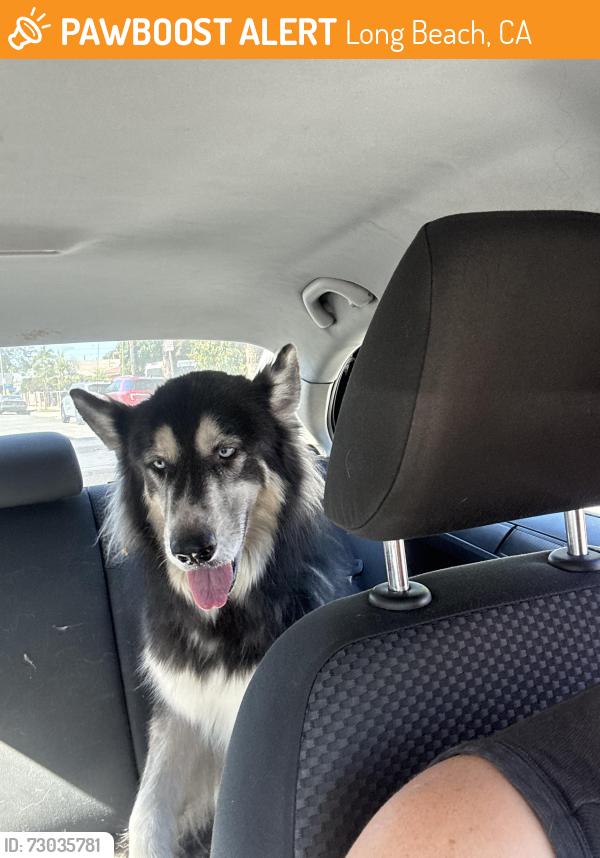 Found/Stray Male Dog last seen Hudson park , Long Beach, CA 90806