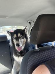 Found/Stray Male Dog last seen Hudson park , Long Beach, CA 90806