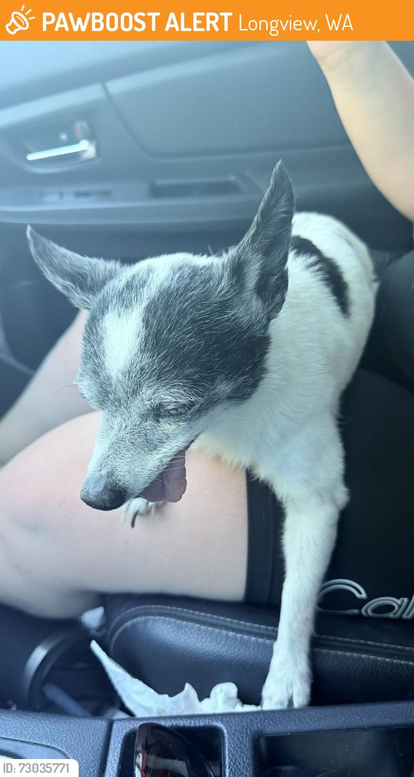 Found/Stray Male Dog last seen Washington Way, Longview, WA 98632