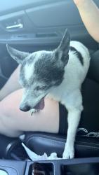 Found/Stray Male Dog last seen Washington Way, Longview, WA 98632