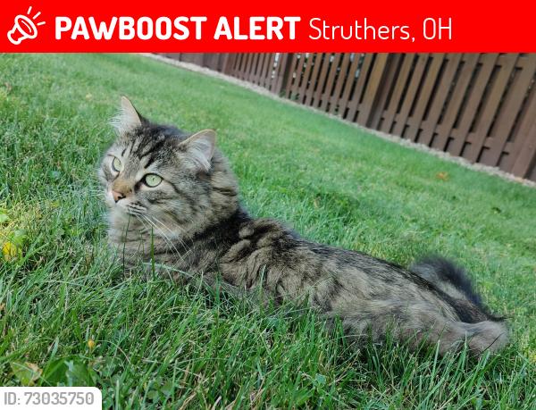 Lost Male Cat last seen Argonne, Struthers, OH 44471