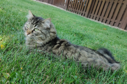 Lost Male Cat last seen Argonne, Struthers, OH 44471