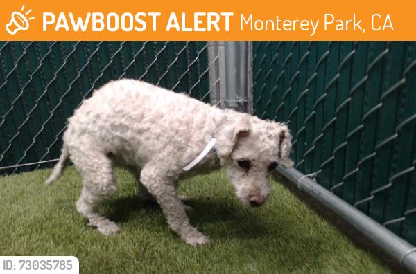 Found/Stray Female Dog last seen Aaa, Monterey Park, CA 91754