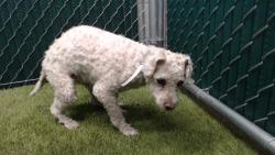 Found/Stray Female Dog last seen Aaa, Monterey Park, CA 91754