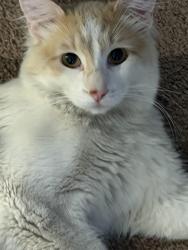 Lost Male Cat last seen La pluma st , Las Vegas, NV 89120