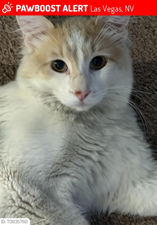 Lost Male Cat last seen La pluma st , Las Vegas, NV 89120