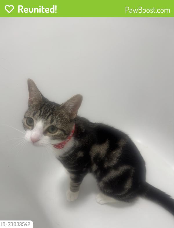 Reunited Female Cat last seen St Mary Hornsey Rise Church, Ashley Road, Greater London, England N19 3AE