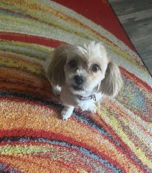 Lost Female Dog last seen Walrond Ave, Avondale, NE Winn Rd, NE 37th St, Kansas City, MO 64117