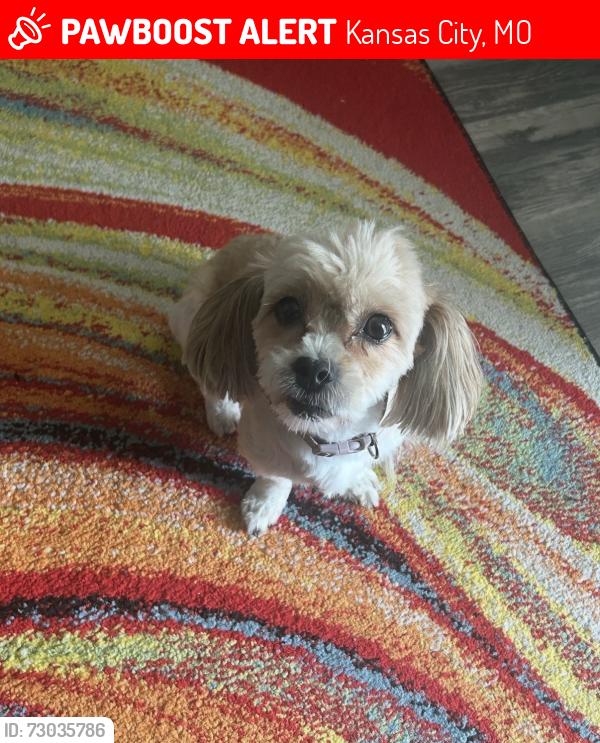 Lost Female Dog last seen Walrond Ave, Avondale, NE Winn Rd, NE 37th St, Kansas City, MO 64117