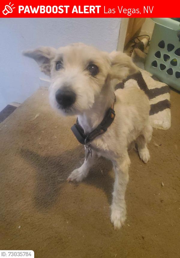 Lost Male Dog last seen Durango and Westcliff/Alta, Las Vegas, NV 89145