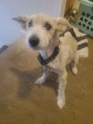 Lost Male Dog last seen Durango and Westcliff/Alta, Las Vegas, NV 89145