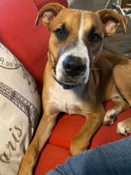 Lost Male Dog last seen Near County Rd 2201 Goshen, AL, Goshen, AL 36035