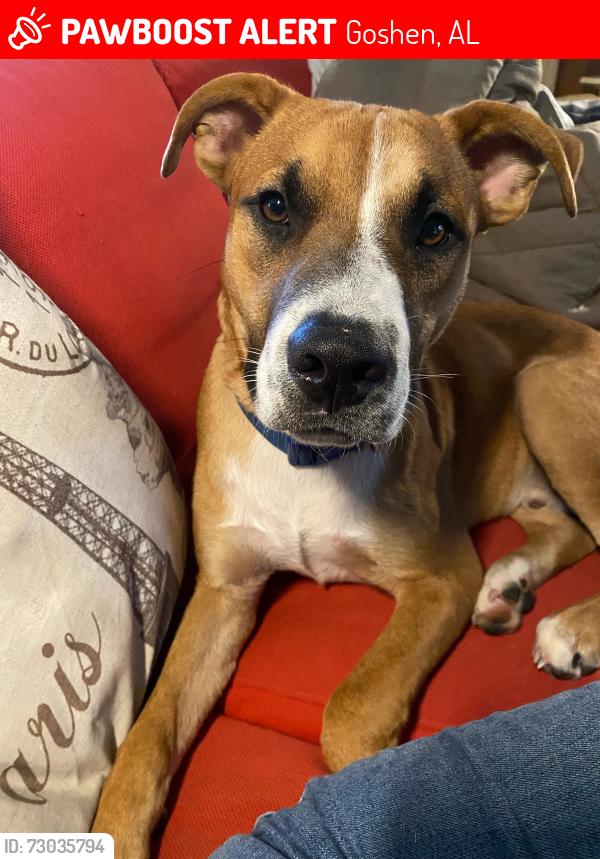 Lost Male Dog last seen Near County Rd 2201 Goshen, AL, Goshen, AL 36035
