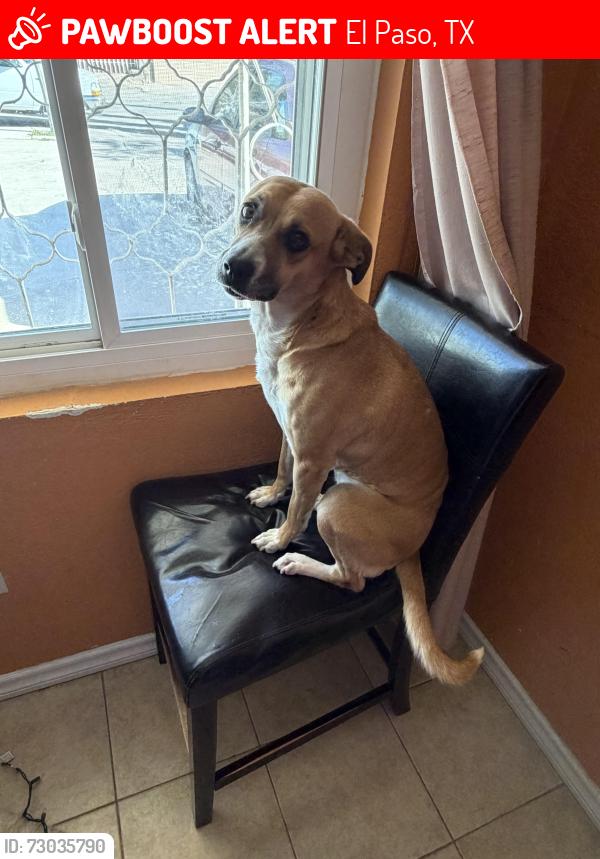 Lost Female Dog last seen My hse, El Paso, TX 79905