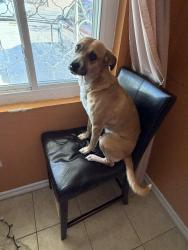 Lost Female Dog last seen My hse, El Paso, TX 79905