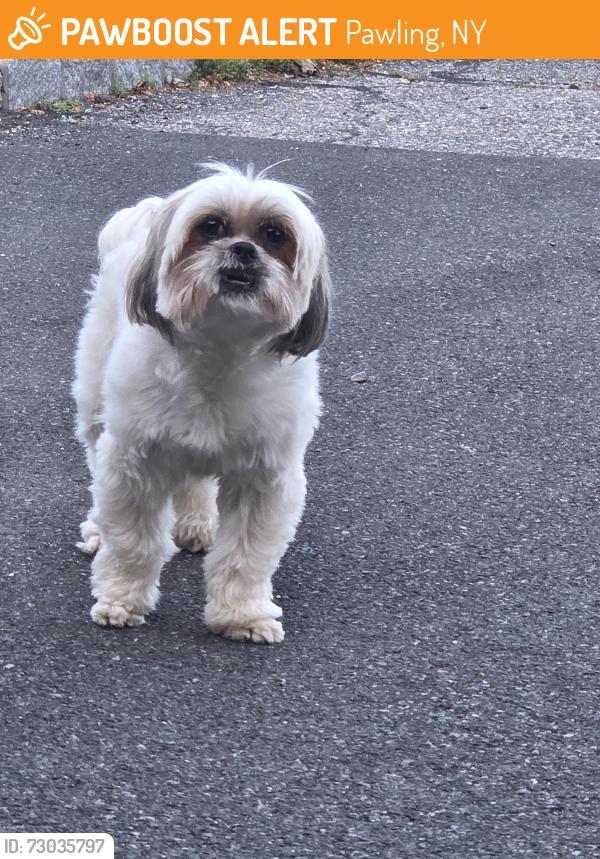 Found/Stray Unknown Dog last seen In front of mimas pizza front, roaming parking lot, Pawling, NY 12564