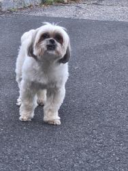 Found/Stray Unknown Dog last seen In front of mimas pizza front, roaming parking lot, Pawling, NY 12564