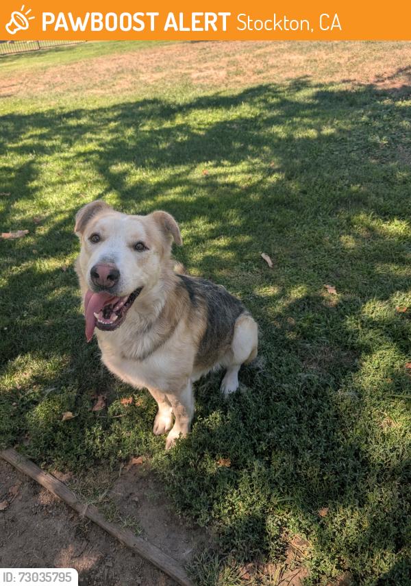 Found/Stray Male Dog last seen Weston ranch Park , Stockton, CA 95206